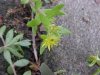 Stringy Stonecrop, Yellow Moss, Graveyard Moss (Sedum sarmentosum) - thanks to Gottfried Unger for correction: was misidentified as Wild Stonecrop (Sedum ternatum)