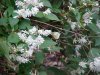 Butterfly and wildflowers of LDEO, Columbia Univ., Palisades, N.Y., USA