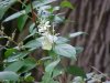 Butterfly and wildflowers of LDEO, Columbia Univ., Palisades, N.Y., USA