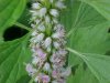 Motherwort (Leonurus cardiaca)