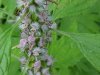 Motherwort (Leonurus cardiaca)