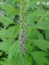 Motherwort (Leonurus cardiaca)