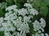 Wild Angelica (Angelica triquinata) - described as closely resembling the very poisoness Water Hemlock (Cicuta maculata)
