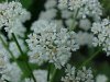 Wild Angelica (Angelica triquinata) - described as closely resembling the very poisoness Water Hemlock (Cicuta maculata)