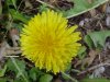 Common Dandelion (Taraxacum officinale)