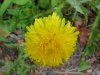 Common Dandelion (Taraxacum officinale)
