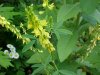 Yellow Sweet Clover (Melilotus officinalis)