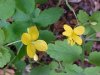 Greater Celandine; Wartweed (Chelidonium majus)