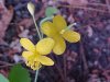 Greater Celandine; Wartweed (Chelidonium majus)