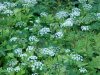 Wild Angelica (Angelica triquinata) - described as closely resembling the very poisoness Water Hemlock (Cicuta maculata)