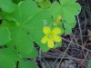 Yellow Wood Sorrel; Sour Grass (Oxalis stricta)