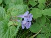 Ground Ivy; Gill-over-the-ground;  Creeping Charlie (Glechoma  hederacea)