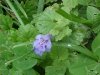 Ground Ivy; Gill-over-the-ground;  Creeping Charlie (Glechoma  hederacea)