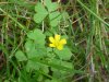 Yellow Wood Sorrel; Sour Grass (Oxalis stricta)