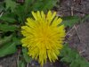Common Dandelion (Taraxacum officinale)