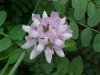 Crown Vetch (Coronilla varia)