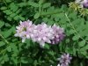 Crown Vetch (Coronilla varia)