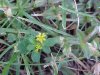 Black Medick (Medicago lupulina)