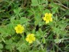 Yellow Wood Sorrel; Sour Grass (Oxalis stricta)