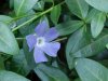 Periwinke; Myrtle (Vinca Minor)