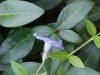 Periwinke; Myrtle (Vinca Minor)