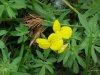 Birdsfoot Trefoil (Lotus corniculata)
