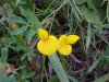 Birdsfoot Trefoil (Lotus corniculata)