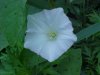 Field Bindweed (Convolvulus arvensis)