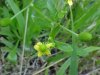 Kidneyleaf Buttercup (Ranunculus abortivus)