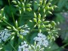 Wild Angelica (Angelica triquinata) - described as closely resembling the very poisoness Water Hemlock (Cicuta maculata)