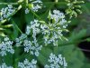 Wild Angelica (Angelica triquinata) - described as closely resembling the very poisoness Water Hemlock (Cicuta maculata)