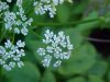 Wild Angelica (Angelica triquinata) - described as closely resembling the very poisoness Water Hemlock (Cicuta maculata)