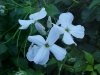 Dame's Rocket; Dame's Violet; Mother-of-the-Evening (Hesperis matronalis)