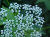 Wild Angelica (Angelica triquinata) - described as closely resembling the very poisoness Water Hemlock (Cicuta maculata)