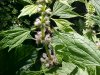 Motherwort (Leonurus cardiaca)