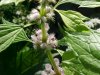 Motherwort (Leonurus cardiaca)