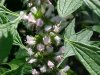 Motherwort (Leonurus cardiaca)