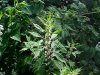 Motherwort (Leonurus cardiaca)