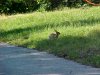 Rabbits of LDEO, Columbia Univ., Palisades, N.Y., USA