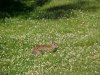 Rabbits of LDEO, Columbia Univ., Palisades, N.Y., USA