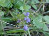 Heal-all; Self-heal (Prunella vulgaris)