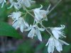 Wildflowers of LDEO, Columbia Univ., Palisades, N.Y., USA