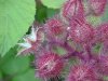 Of the Wild Red Raspberry family (Rubis idaeus)