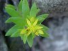 Stringy Stonecrop, Yellow Moss, Graveyard Moss (Sedum sarmentosum) - thanks to Gottfried Unger for correction: was misidentified as Wild Stonecrop (Sedum ternatum)