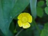 Common Buttercup (Ranunculus acris)