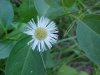 Philadelphia Fleabane (Erigeron philadelphicus)