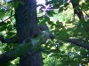 Squirrel of LDEO, Columbia Univ., Palisades, N.Y., USA