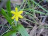 Yellow Star Grass (Hypoxis hirsuta)