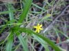 Yellow Star Grass (Hypoxis hirsuta)