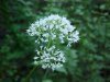 Swamp Valerian; (Valeriana uliginosa)